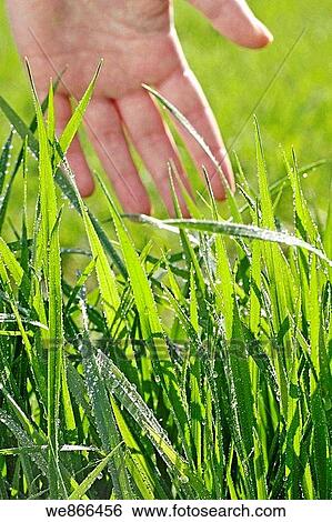 Stock Photograph - Hand touching grass. Fotosearch