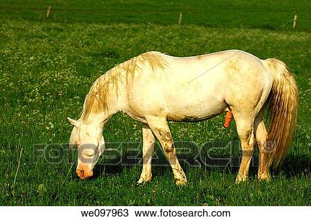 Hanoverian stallion, gray horse, on the pasture View Large Photo Image Stock Image - Hanoverian stallion, gray horse, on the pasture. Fotosearch