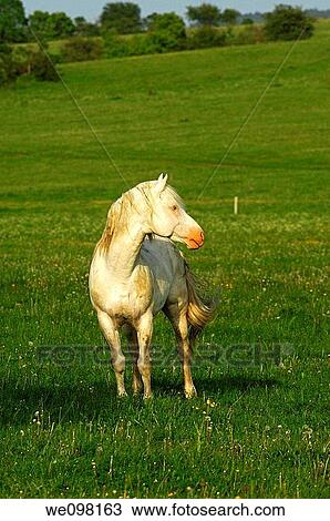 Hanoverian stallion, gray horse, on the pasture View Large Photo Image Stock Image - Hanoverian stallion, gray horse, on the pasture. Fotosearch