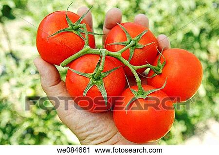 Stock Image - Harvesting tomatoes in a kitchen garden. Fotosearch