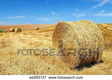 Stock Photo - Hay bales stocked in field Lorraine region, France. Fotosearch