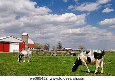 Herd of Hostein dairy cows in a farm pasture with a large red barn View Large Photo Image Stock Image - Herd of Hostein dairy cows in a farm pasture with a large red barn. Fotosearch