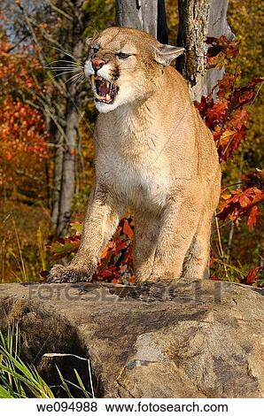 Stock Photo - Hissing Cougar standing on a rock in an open Fall forest. Fotosearch