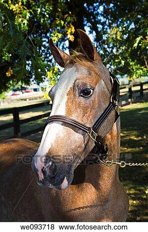 Horse standing in a pasture looking to the side with a bridle in his mouth View Large Photo Image Stock Photo - Horse standing in a pasture looking to the side with a bridle in his mouth. Fotosearch