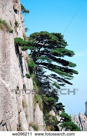Huangshan pine tree, Huangshan Mount Huang, Anhui province, China View Large Photo Image Stock Image - Huangshan pine tree, Huangshan Mount Huang, Anhui province, China. Fotosearch