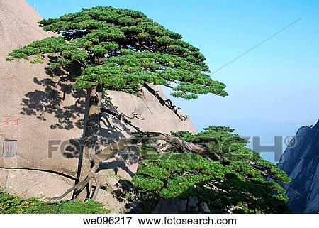 Huangshan pine tree, Huangshan Mount Huang, Anhui province, China View Large Photo Image Stock Photo - Huangshan pine tree, Huangshan Mount Huang, Anhui province, China. Fotosearch