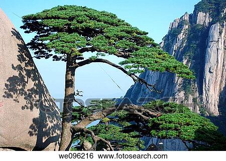 Huangshan pine tree, Huangshan Mount Huang, Anhui province, China View Large Photo Image Stock Photograph - Huangshan pine tree, Huangshan Mount Huang, Anhui province, China. Fotosearch