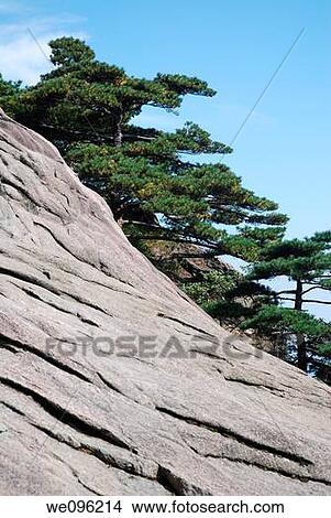 Picture - Huangshan pine trees, Huangshan Mount Huang, Anhui province, China. Fotosearch
