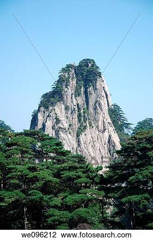 Huangshan pine trees, Huangshan Mount Huang, Anhui province, China View Large Photo Image Stock Image - Huangshan pine trees, Huangshan Mount Huang, Anhui province, China. Fotosearch