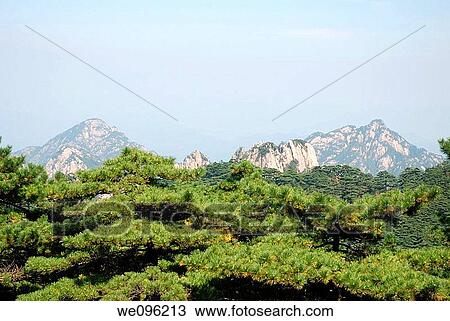 Huangshan pine trees, Huangshan Mount Huang, Anhui province, China View Large Photo Image Stock Image - Huangshan pine trees, Huangshan Mount Huang, Anhui province, China. Fotosearch