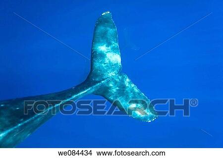Humpback whale Megaptera novaeangliae underwater in the AuAu Channel between the islands of Maui and Lanai, Hawaii, USA Each year humpback whales return to these waters in the winter and spring to mate and give birth to their calves In the summer and View Large Photo Image Picture - Humpback whale Megaptera novaeangliae underwater in the AuAu Channel between the islands of Maui and Lanai, Hawaii, USA Each year humpback whales return to these waters in the winter and spring to mate and give birth to their calves In the summer and. Fotosearch