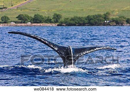 Humpback whale Megaptera novaeangliae fluke-up dive in the AuAu Channel between the islands of Maui and Lanai, Hawaii, USA This is probably an adult bull note the heavy scarring from competition between adult males to mate Each year humpback whales View Large Photo Image Stock Photo - Humpback whale Megaptera novaeangliae fluke-up dive in the AuAu Channel between the islands of Maui and Lanai, Hawaii, USA This is probably an adult bull note the heavy scarring from competition between adult males to mate Each year humpback whales. Fotosearch