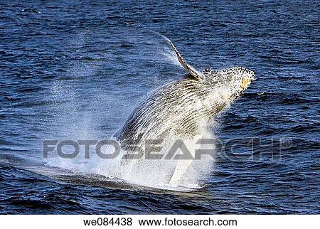 Humpback whale Megaptera novaeangliae in the lower Gulf of California Sea of Cortez, Baja California Sur, Mexico View Large Photo Image Stock Photo - Humpback whale Megaptera novaeangliae in the lower Gulf of California Sea of Cortez, Baja California Sur, Mexico. Fotosearch