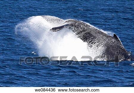 Humpback whale Megaptera novaeangliae in the lower Gulf of California Sea of Cortez, Baja California Sur, Mexico View Large Photo Image Stock Photograph - Humpback whale Megaptera novaeangliae in the lower Gulf of California Sea of Cortez, Baja California Sur, Mexico. Fotosearch