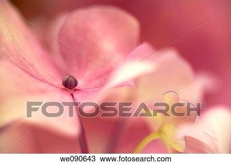Stock Image - Hydrangea macrophylla. Fotosearch