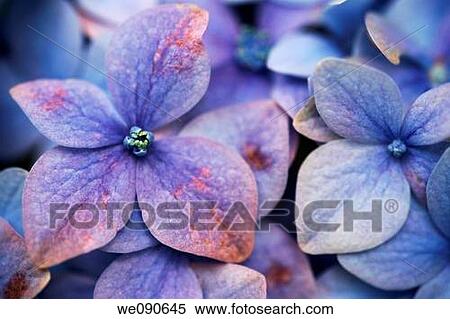 Stock Photography - Hydrangea macrophylla. Fotosearch