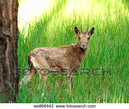 Ibex apra ibex View Large Photo Image Stock Image - Ibex apra ibex. Fotosearch