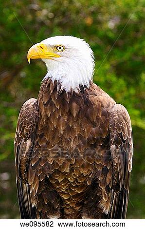 Intense stare of a bald eagle standing in the sun in a forest View Large Photo Image Stock Image - Intense stare of a bald eagle standing in the sun in a forest. Fotosearch