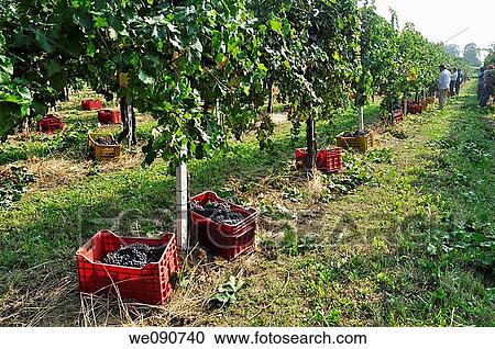 Stock Image - ITALIA FRANCIACORTA VENDEMMIA. Fotosearch