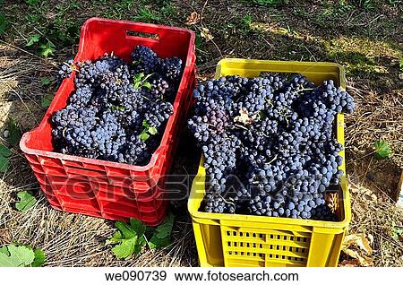 ITALIA FRANCIACORTA VENDEMMIA View Large Photo Image Stock Photo - ITALIA FRANCIACORTA VENDEMMIA. Fotosearch