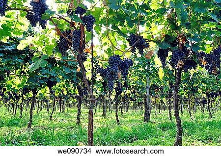 ITALIA FRANCIACORTA VIGNETO View Large Photo Image Picture - ITALIA FRANCIACORTA VIGNETO. Fotosearch