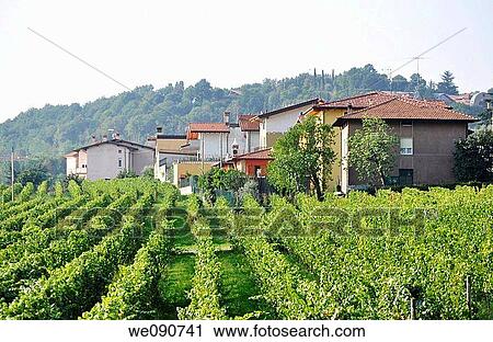 ITALIA FRANCIACORTA VIGNETO View Large Photo Image Stock Image - ITALIA FRANCIACORTA VIGNETO. Fotosearch