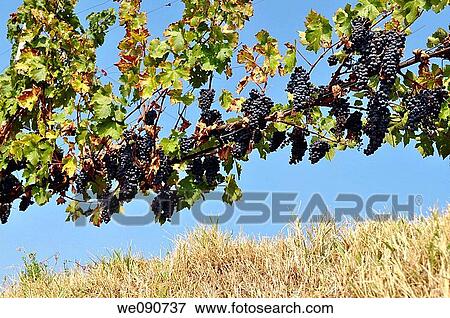 ITALIA FRANCIACORTA VIGNETO View Large Photo Image Stock Photo - ITALIA FRANCIACORTA VIGNETO. Fotosearch
