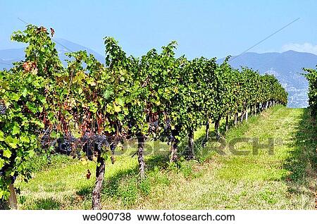 ITALIA FRANCIACORTA VIGNETO View Large Photo Image Stock Photo - ITALIA FRANCIACORTA VIGNETO. Fotosearch