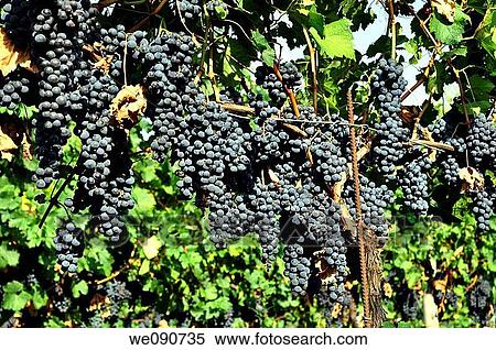 ITALIA FRANCIACORTA VIGNETO View Large Photo Image Stock Photography - ITALIA FRANCIACORTA VIGNETO. Fotosearch