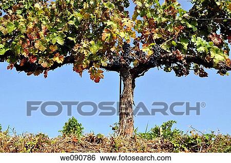 ITALIA, LOMBARDIA, BRESCIA, FRANCIACORTA, VINO, VITICOLTURA, VIGNETO BARONE PIZZINI, View Large Photo Image Stock Photograph - ITALIA, LOMBARDIA, BRESCIA, FRANCIACORTA, VINO, VITICOLTURA, VIGNETO BARONE PIZZINI,. Fotosearch
