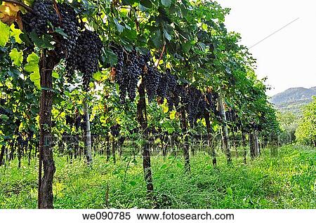 ITALIA, LOMBARDIA, BRESCIA, FRANCIACORTA, VINO, VITICOLTURA, VIGNETO, View Large Photo Image Stock Photography - ITALIA, LOMBARDIA, BRESCIA, FRANCIACORTA, VINO, VITICOLTURA, VIGNETO,. Fotosearch