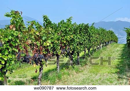 ITALY FRANCIACORTA View Large Photo Image Stock Photo - ITALY FRANCIACORTA. Fotosearch