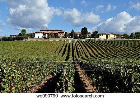 ITALY FRANCIACORTA VINEYARD View Large Photo Image Stock Image - ITALY FRANCIACORTA VINEYARD. Fotosearch