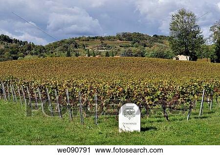italy franciacorta vineyard View Large Photo Image Stock Image - italy franciacorta vineyard. Fotosearch