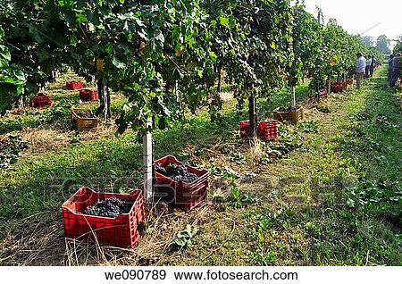 ITALY FRANCIACORTA VINEYARD View Large Photo Image Stock Photo - ITALY FRANCIACORTA VINEYARD. Fotosearch
