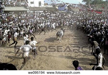 Jallikattu at Alanganallur near Madurai, Tamil Nadu Jallikattu is a bull taming sport played in Tamil Nadu as a part of Pongal celebration This is one of the oldest living ancient sports seen in the modern era This sport is also known as? Manju Virattu? View Large Photo Image Picture - Jallikattu at Alanganallur near Madurai, Tamil Nadu Jallikattu is a bull taming sport played in Tamil Nadu as a part of Pongal celebration This is one of the oldest living ancient sports seen in the modern era This sport is also known as? Manju Virattu?. Fotosearch