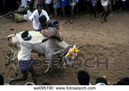Stock Image - Jallikattu at Alanganallur near Madurai, Tamil Nadu Jallikattu is a bull taming sport played in Tamil Nadu as a part of Pongal celebration This is one of the oldest living ancient sports seen in the modern era This sport is also known as? Manju Virattu?. Fotosearch