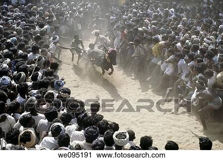 Stock Image - Jallikattu at Alanganallur near Madurai, Tamil Nadu Jallikattu is a bull taming sport played in Tamil Nadu as a part of Pongal celebration This is one of the oldest living ancient sports seen in the modern era This sport is also known as? Manju Virattu?. Fotosearch