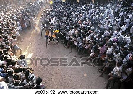 Jallikattu at Alanganallur near Madurai, Tamil Nadu Jallikattu is a bull taming sport played in Tamil Nadu as a part of Pongal celebration This is one of the oldest living ancient sports seen in the modern era This sport is also known as? Manju Virattu? View Large Photo Image Stock Image - Jallikattu at Alanganallur near Madurai, Tamil Nadu Jallikattu is a bull taming sport played in Tamil Nadu as a part of Pongal celebration This is one of the oldest living ancient sports seen in the modern era This sport is also known as? Manju Virattu?. Fotosearch
