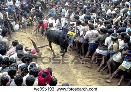 Jallikattu at Alanganallur near Madurai, Tamil Nadu Jallikattu is a bull taming sport played in Tamil Nadu as a part of Pongal celebration This is one of the oldest living ancient sports seen in the modern era This sport is also known as? Manju Virattu? View Large Photo Image Stock Image - Jallikattu at Alanganallur near Madurai, Tamil Nadu Jallikattu is a bull taming sport played in Tamil Nadu as a part of Pongal celebration This is one of the oldest living ancient sports seen in the modern era This sport is also known as? Manju Virattu?. Fotosearch