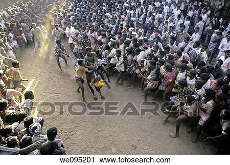Jallikattu at Alanganallur near Madurai, Tamil Nadu Jallikattu is a bull taming sport played in Tamil Nadu as a part of Pongal celebration This is one of the oldest living ancient sports seen in the modern era This sport is also known as? Manju Virattu? View Large Photo Image Stock Image - Jallikattu at Alanganallur near Madurai, Tamil Nadu Jallikattu is a bull taming sport played in Tamil Nadu as a part of Pongal celebration This is one of the oldest living ancient sports seen in the modern era This sport is also known as? Manju Virattu?. Fotosearch