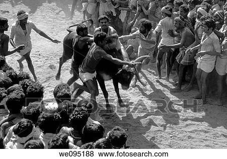 Jallikattu at Alanganallur near Madurai, Tamil Nadu Jallikattu is a bull taming sport played in Tamil Nadu as a part of Pongal celebration This is one of the oldest living ancient sports seen in the modern era This sport is also known as? Manju Virattu? View Large Photo Image Stock Photo - Jallikattu at Alanganallur near Madurai, Tamil Nadu Jallikattu is a bull taming sport played in Tamil Nadu as a part of Pongal celebration This is one of the oldest living ancient sports seen in the modern era This sport is also known as? Manju Virattu?. Fotosearch