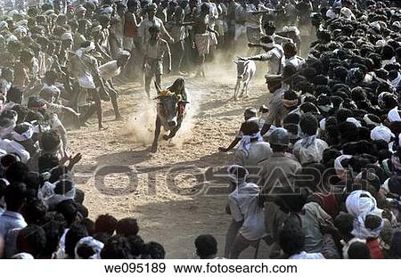 Jallikattu at Alanganallur near Madurai, Tamil Nadu Jallikattu is a bull taming sport played in Tamil Nadu as a part of Pongal celebration This is one of the oldest living ancient sports seen in the modern era This sport is also known as? Manju Virattu? View Large Photo Image Stock Photo - Jallikattu at Alanganallur near Madurai, Tamil Nadu Jallikattu is a bull taming sport played in Tamil Nadu as a part of Pongal celebration This is one of the oldest living ancient sports seen in the modern era This sport is also known as? Manju Virattu?. Fotosearch