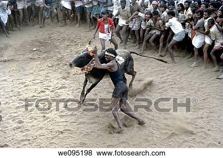 Jallikattu at Alanganallur near Madurai, Tamil Nadu Jallikattu is a bull taming sport played in Tamil Nadu as a part of Pongal celebration This is one of the oldest living ancient sports seen in the modern era This sport is also known as? Manju Virattu? View Large Photo Image Stock Photo - Jallikattu at Alanganallur near Madurai, Tamil Nadu Jallikattu is a bull taming sport played in Tamil Nadu as a part of Pongal celebration This is one of the oldest living ancient sports seen in the modern era This sport is also known as? Manju Virattu?. Fotosearch