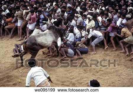 Jallikattu at Alanganallur near Madurai, Tamil Nadu Jallikattu is a bull taming sport played in Tamil Nadu as a part of Pongal celebration This is one of the oldest living ancient sports seen in the modern era This sport is also known as? Manju Virattu? View Large Photo Image Stock Photo - Jallikattu at Alanganallur near Madurai, Tamil Nadu Jallikattu is a bull taming sport played in Tamil Nadu as a part of Pongal celebration This is one of the oldest living ancient sports seen in the modern era This sport is also known as? Manju Virattu?. Fotosearch