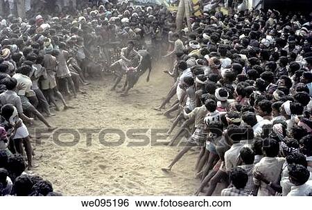 Stock Photograph - Jallikattu at Alanganallur near Madurai, Tamil Nadu Jallikattu is a bull taming sport played in Tamil Nadu as a part of Pongal celebration This is one of the oldest living ancient sports seen in the modern era This sport is also known as? Manju Virattu?. Fotosearch