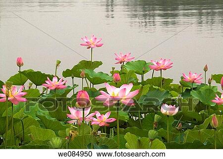 July 2006, Beijing, China, Lotus pond Park View Large Photo Image Stock Image - July 2006, Beijing, China, Lotus pond Park. Fotosearch