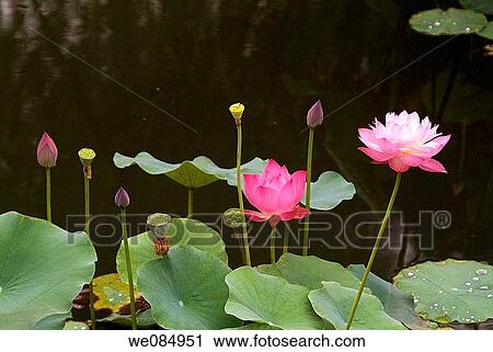July 2006, Beijing, China, Lotus pond Park View Large Photo Image Stock Image - July 2006, Beijing, China, Lotus pond Park. Fotosearch
