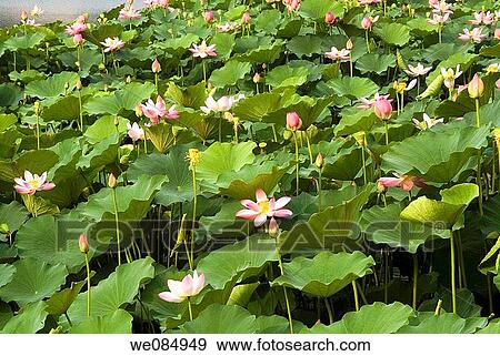 July 2006, Beijing, China, Lotus pond Park View Large Photo Image Stock Photo - July 2006, Beijing, China, Lotus pond Park. Fotosearch