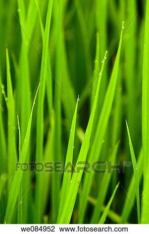 July 2006, Mengjin County, Luoyang City, Henan Province, the early morning dew of rice fields View Large Photo Image Stock Image - July 2006, Mengjin County, Luoyang City, Henan Province, the early morning dew of rice fields. Fotosearch